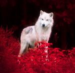 Amarissa-wolf.jpg