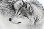 Jace Silver Wolf.jpg